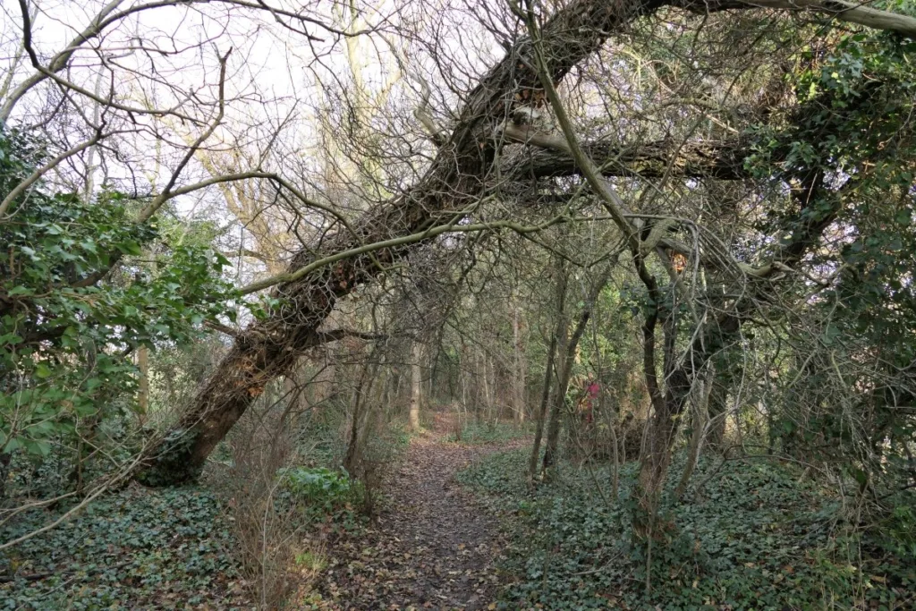 Cambridgeshire wood off limits because of dangerous tree