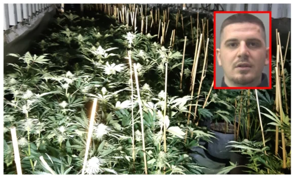 News for Peterborough and Cambridgeshire - Ardit Pali was caught after DNA and fingerprint evidence  were used to identify him in major cannabis growing operation