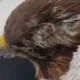 RSPCA: “The bird had clearly been shot a while ago as she was so emaciated, and the wound was infected. While we do not know where the shooting would have happened, this is certainly an offence under the Wildlife and Countryside Act 1981”
