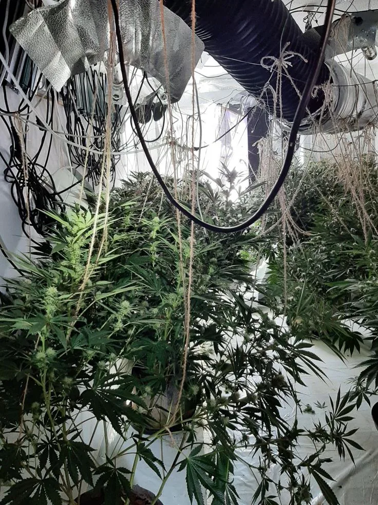 261 cannabis plants and half a kilo of cannabis worth up to about £220,000 were found throughout the house, along with Zefi hiding in the loft.