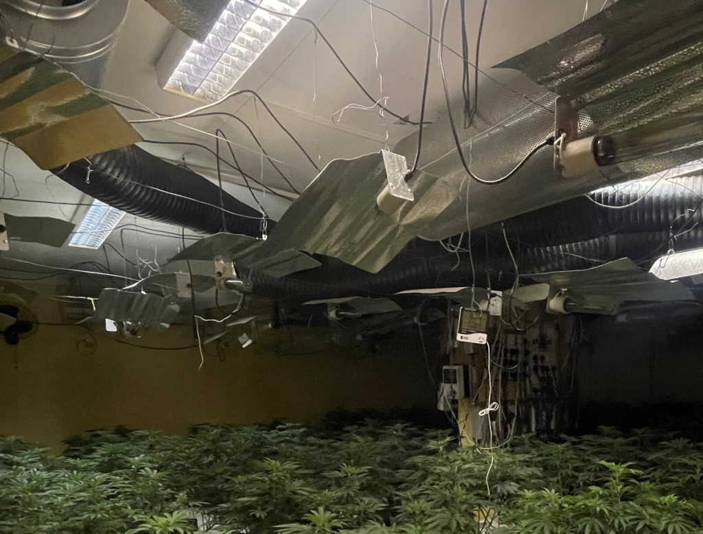 Police advise ‘be vigilant for signs’ after £80,000 Cambridgeshire cannabis farm discovery