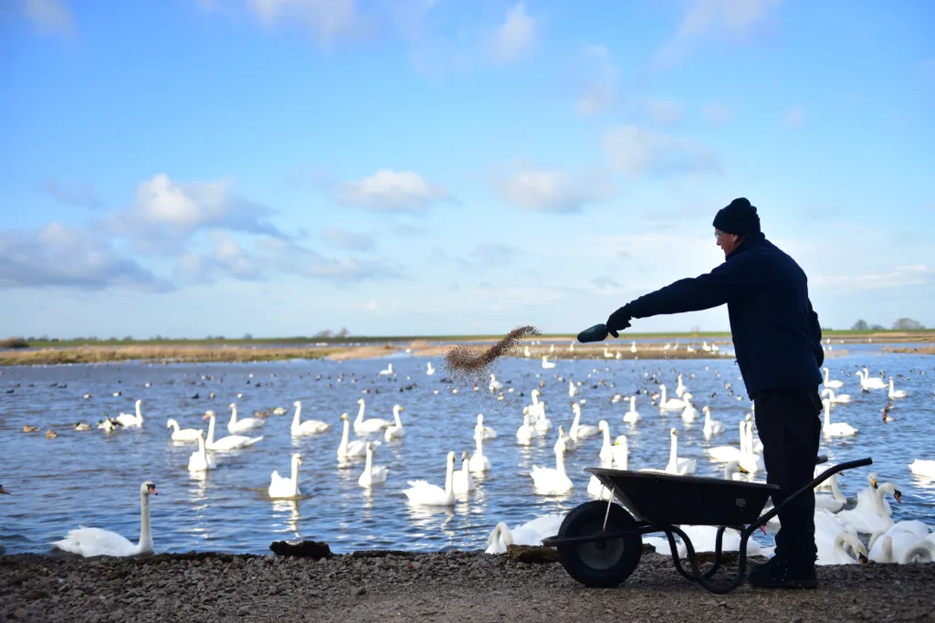 Swans head to the Fens from their summer homes in Artic Russia and Iceland