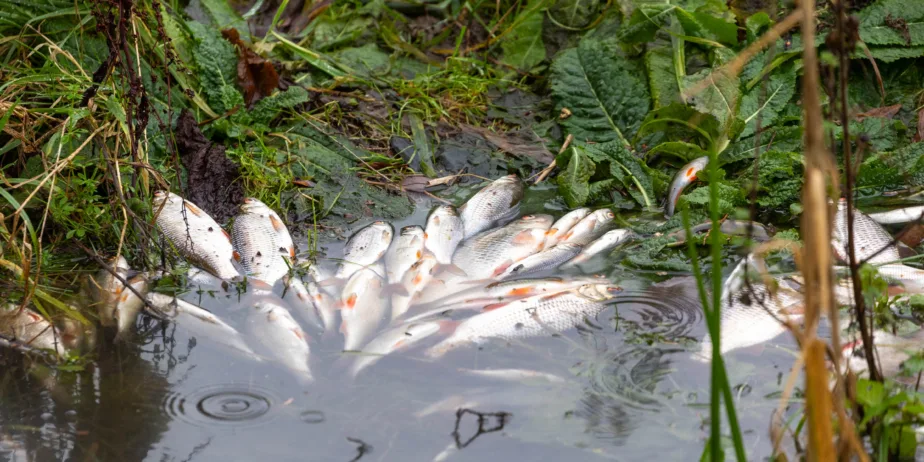 News for Peterborough and Cambridgeshire - Environmental catastrophe: Pollution has killed thousands of fish in Peterborough streams PHOTO: Terry Harris