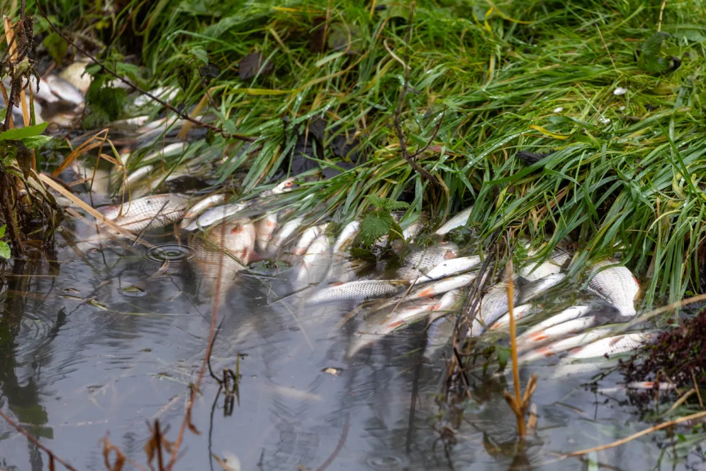 Environmental catastrophe: Pollution has killed thousands of fish in Peterborough streams PHOTO: Terry Harris