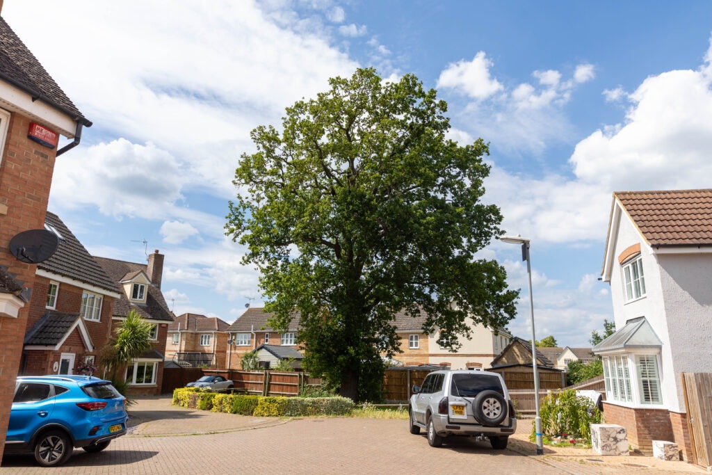 Residents and even the town council want Fenland District Council to refuse its own application to fell a 50- to 60-year-old protected oak tree off Bridle Close, Chatteris. PHOTO: Terry Harris 