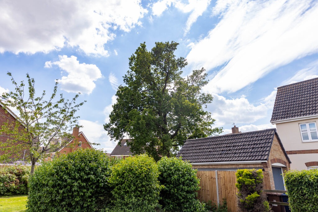 Residents and even the town council want Fenland District Council to refuse its own application to fell a 50- to 60-year-old protected oak tree off Bridle Close, Chatteris. PHOTO: Terry Harris 