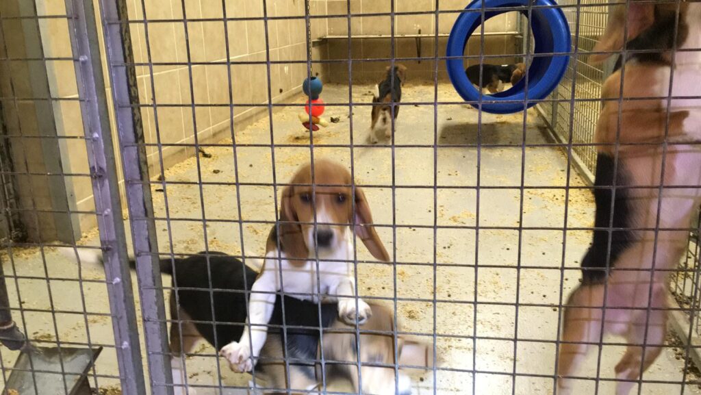 18 face burglary charges after beagles freed from animal testing centre near Huntingdon