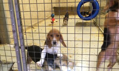 Beagles inside MBR Acres at Wyton near Huntingdon. Photo: Animal Rising