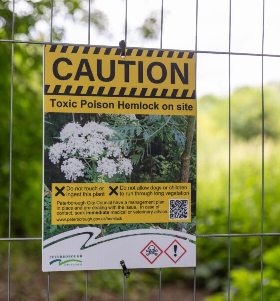 Peterborough City Council told CambsNews: ‘Following the recent identification of poisonous hemlock plants on land at Thorpe Meadows, we have worked to restrict access to this area.’ PHOTO: Terry Harris for CambsNews