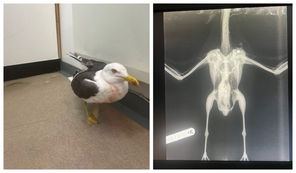 Gull shot and wounded fights for life after Wisbech air gun attack