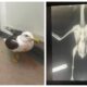Wounded gull being cared for by RSPCA at East Winch Wildlife Hospital near King’s Lynn (right) with X-ray of injuries. Image: RSPCA