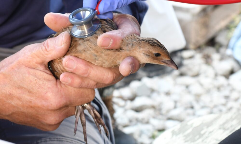 Photo: A corncrake chick undergoing a health check before being released into the wild. Credit: WWT/Billy Heaney. 