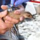 Photo: A corncrake chick undergoing a health check before being released into the wild. Credit: WWT/Billy Heaney. 