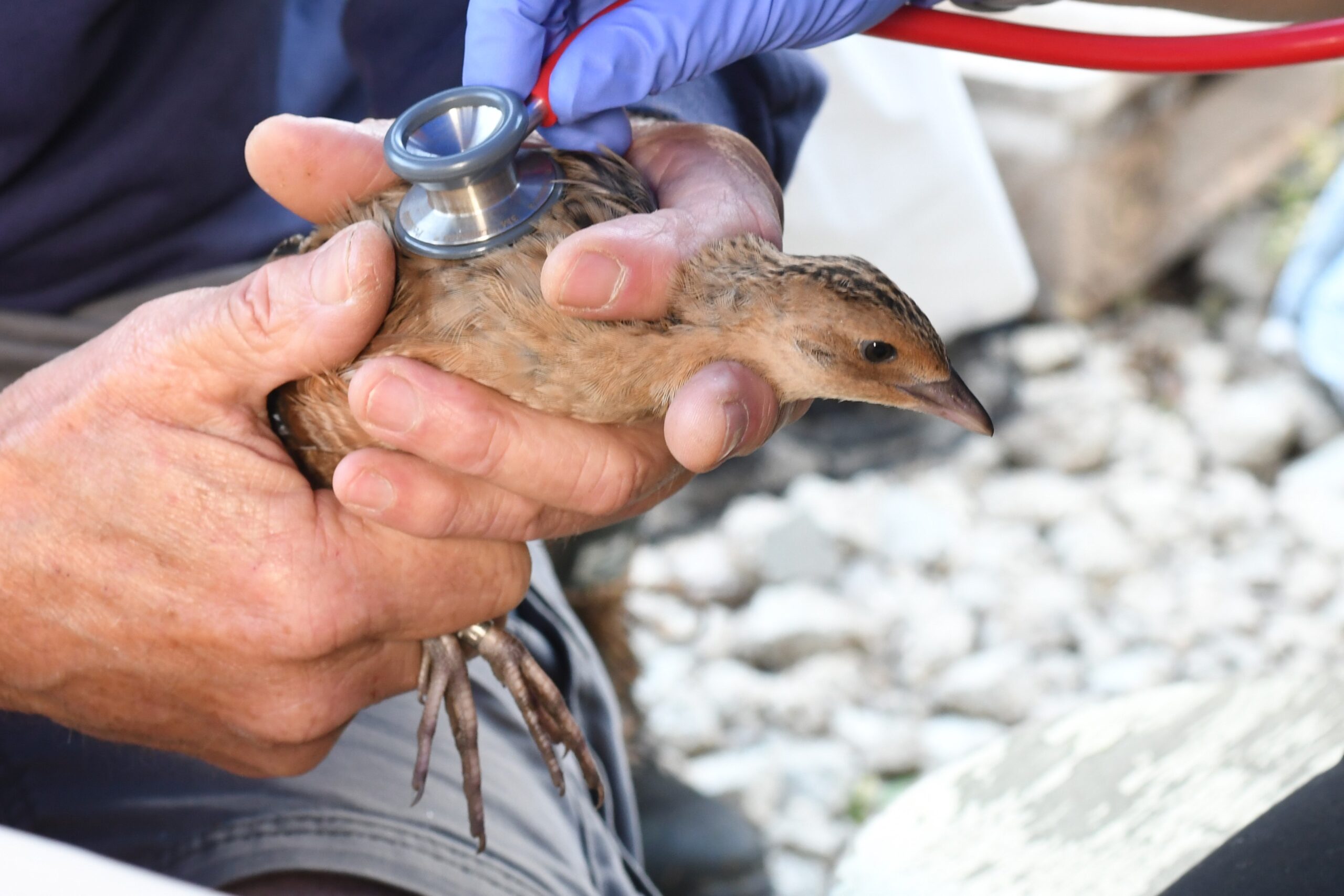 Photo: A corncrake chick undergoing a health check before being released into the wild. Credit: WWT/Billy Heaney. 