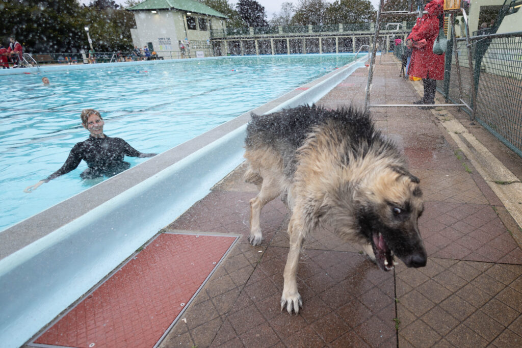 Peterborough Lido Dog Swim - Four legged friends invited to take a dip at the end of the Lido’s season in the pool. Sunday 29 September 2024. Picture by Terry Harris.