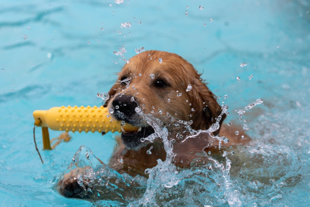 Peterborough Lido Dog Swim - Four legged friends invited to take a dip at the end of the Lido’s season in the pool. Sunday 29 September 2024. Picture by Terry Harris.