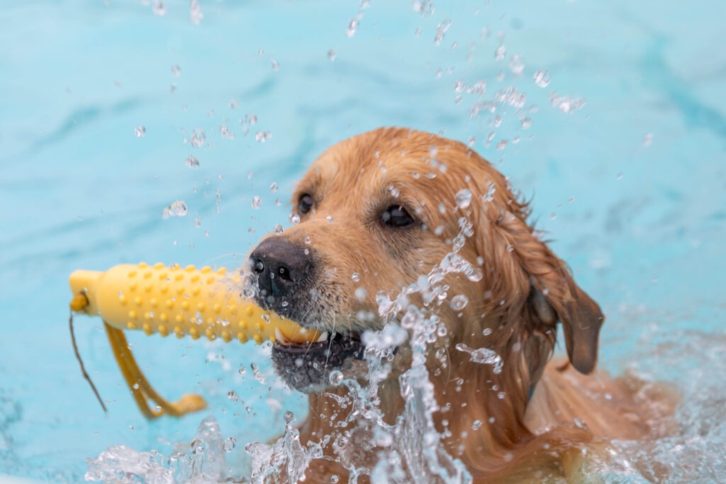 Peterborough Lido Dog Swim - Four legged friends invited to take a dip at the end of the Lido’s season in the pool. Sunday 29 September 2024. Picture by Terry Harris.