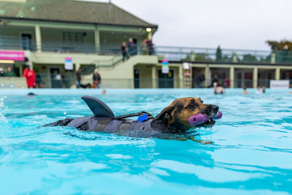 Peterborough Lido Dog Swim - Four legged friends invited to take a dip at the end of the Lido’s season in the pool. Sunday 29 September 2024. Picture by Terry Harris.