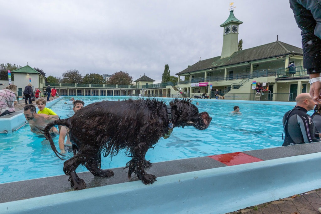 Peterborough Lido Dog Swim - Four legged friends invited to take a dip at the end of the Lido’s season in the pool. Sunday 29 September 2024. Picture by Terry Harris.