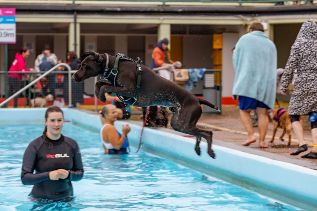 Peterborough Lido Dog Swim - Four legged friends invited to take a dip at the end of the Lido’s season in the pool. Sunday 29 September 2024. Picture by Terry Harris.