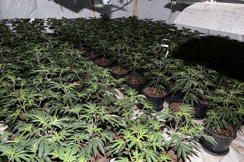 Police discovered the latest cannabis factory in Heath Road, Warboys, near Huntingdon, where around 2,600 plants were seized along with growing equipment across 11 rooms.