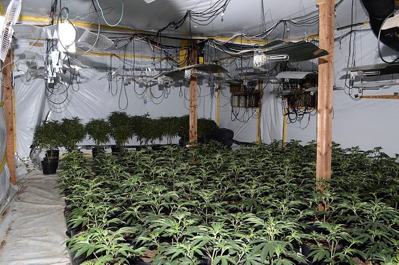 Police discovered the latest cannabis factory in Heath Road, Warboys, near Huntingdon, where around 2,600 plants were seized along with growing equipment across 11 rooms.