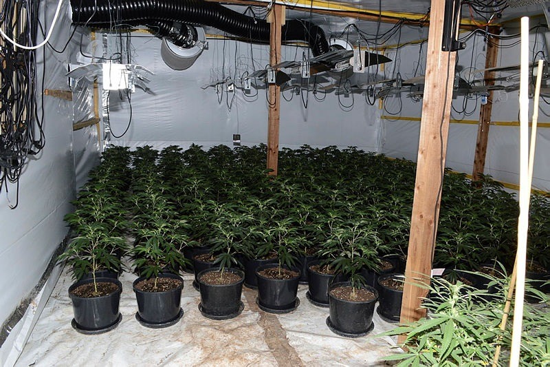 Police discovered the latest cannabis factory in Heath Road, Warboys, near Huntingdon, where around 2,600 plants were seized along with growing equipment across 11 rooms.