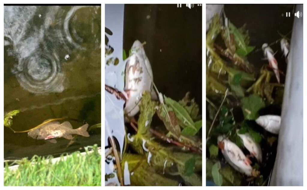 A snapshot from images from residents within the affected area where fish died at King’s Dyke, Stanground. Anglian Water and the Environment Agency are investigating the incident.