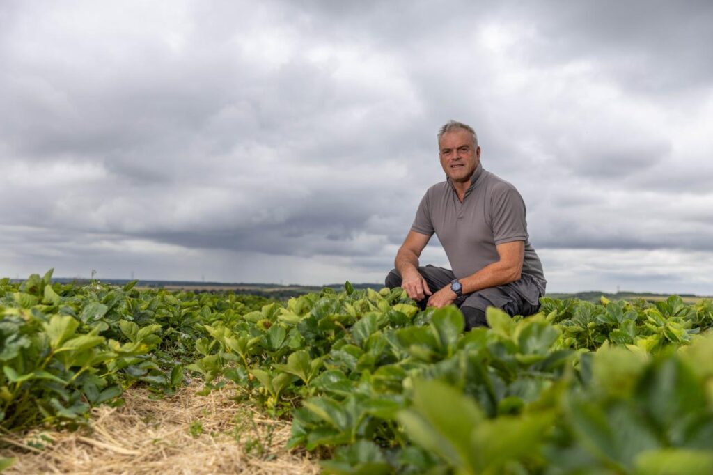 “The time is ripe,” says Paddy Ivens ahead of closure of his PYO at Hill Farm, Chesterton, Peterborough