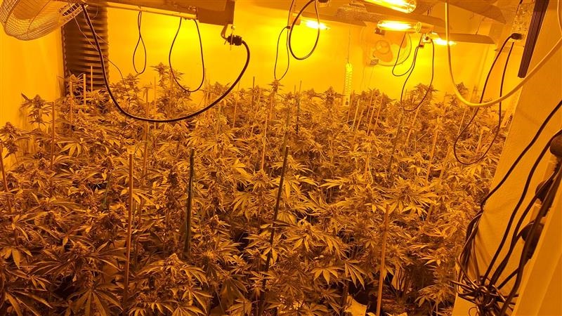 A teenager who was found asleep in a house in Wimblington, Cambridgeshire which had been transformed into a cannabis factory has been jailed.