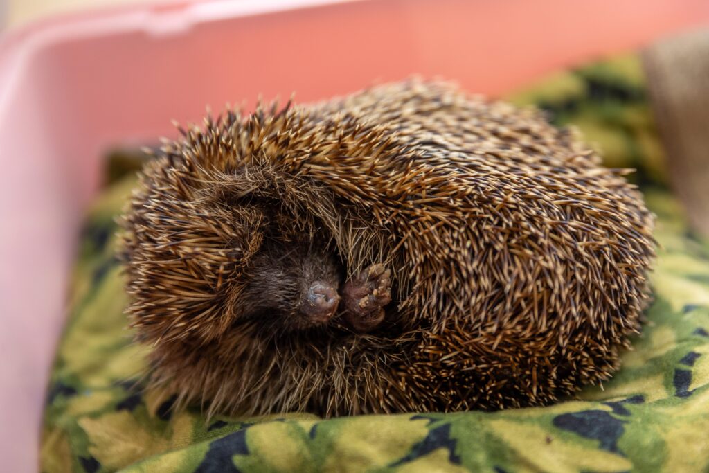 Heather Johnson, 49, runs a hedgehog hostel from her home in Chatteris, Cambridgeshire, but says she urgently needs more space after being inundated with hedgehogs due to a bumper breeding season and unpredictable weather. PHOTO: Terry Harris