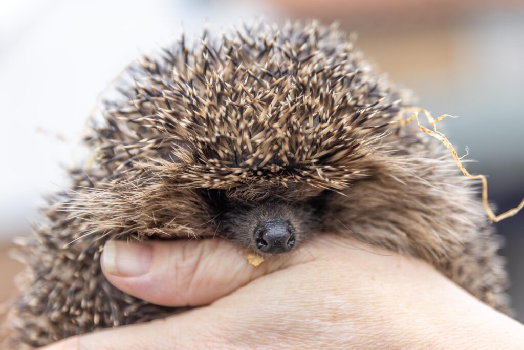 Heather Johnson, 49, runs a hedgehog hostel from her home in Chatteris, Cambridgeshire, but says she urgently needs more space after being inundated with hedgehogs due to a bumper breeding season and unpredictable weather. PHOTO: Terry Harris