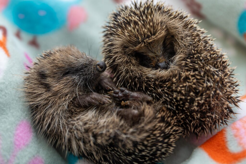 Heather Johnson, 49, runs a hedgehog hostel from her home in Chatteris, Cambridgeshire, but says she urgently needs more space after being inundated with hedgehogs due to a bumper breeding season and unpredictable weather. PHOTO: Terry Harris