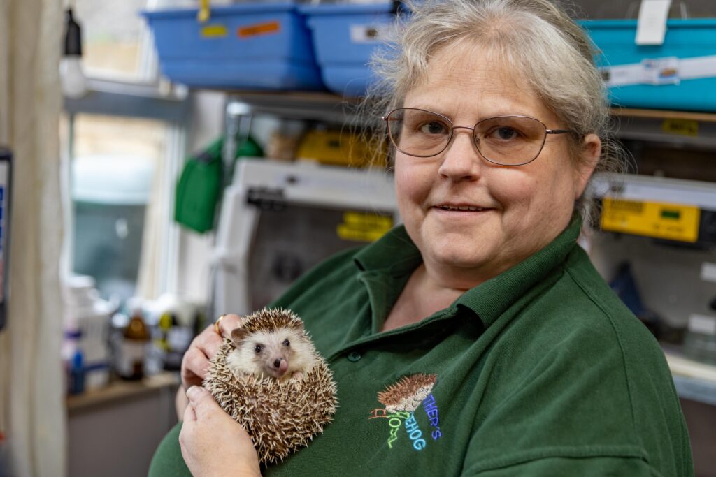 Heather Johnson, 49, runs a hedgehog hostel from her home in Chatteris, Cambridgeshire, but says she urgently needs more space after being inundated with hedgehogs due to a bumper breeding season and unpredictable weather. PHOTO: Terry Harris