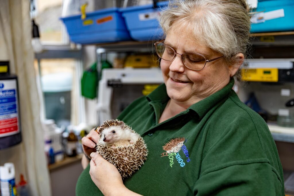 Heather Johnson, 49, runs a hedgehog hostel from her home in Chatteris, Cambridgeshire, but says she urgently needs more space after being inundated with hedgehogs due to a bumper breeding season and unpredictable weather. PHOTO: Terry Harris