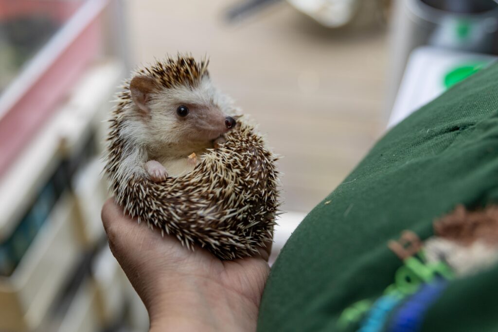 Heather Johnson, 49, runs a hedgehog hostel from her home in Chatteris, Cambridgeshire, but says she urgently needs more space after being inundated with hedgehogs due to a bumper breeding season and unpredictable weather. PHOTO: Terry Harris