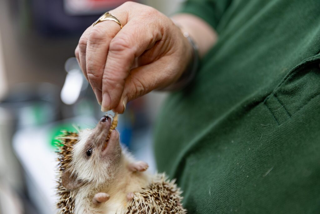 Heather Johnson, 49, runs a hedgehog hostel from her home in Chatteris, Cambridgeshire, but says she urgently needs more space after being inundated with hedgehogs due to a bumper breeding season and unpredictable weather. PHOTO: Terry Harris