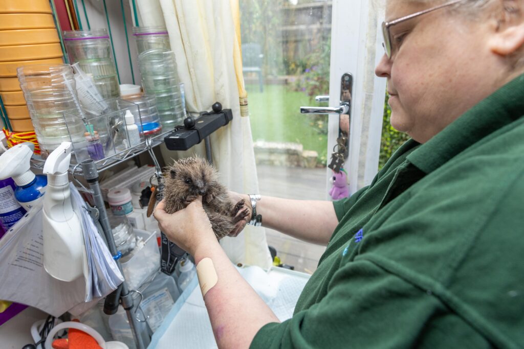 Heather Johnson, 49, runs a hedgehog hostel from her home in Chatteris, Cambridgeshire, but says she urgently needs more space after being inundated with hedgehogs due to a bumper breeding season and unpredictable weather. PHOTO: Terry Harris