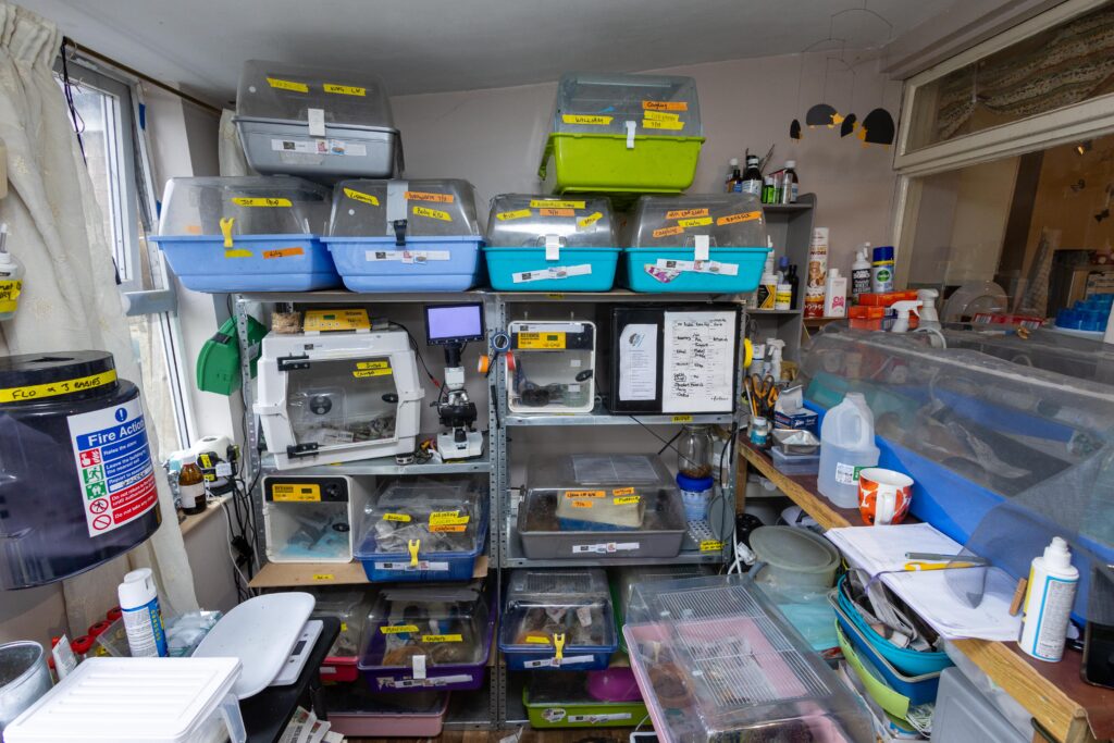 Heather Johnson, 49, runs a hedgehog hostel from her home in Chatteris, Cambridgeshire, but says she urgently needs more space after being inundated with hedgehogs due to a bumper breeding season and unpredictable weather. PHOTO: Terry Harris