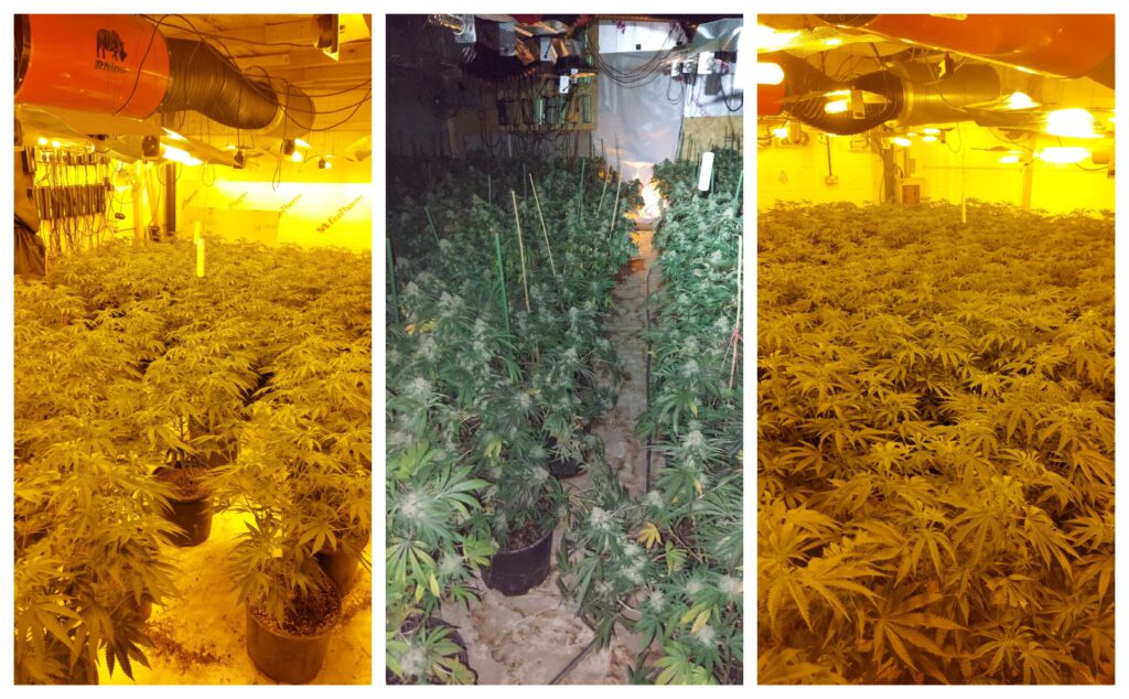 Police found 717 cannabis plants – with a street value of more than £700,000 – during the raid at Sawtry Business Park on Saturday.