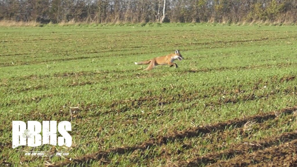 The Fitzwilliam Hunt at Milton near Peterborough on Saturday November 30. Photo credit: Beds and Bucks Hunt Sabs