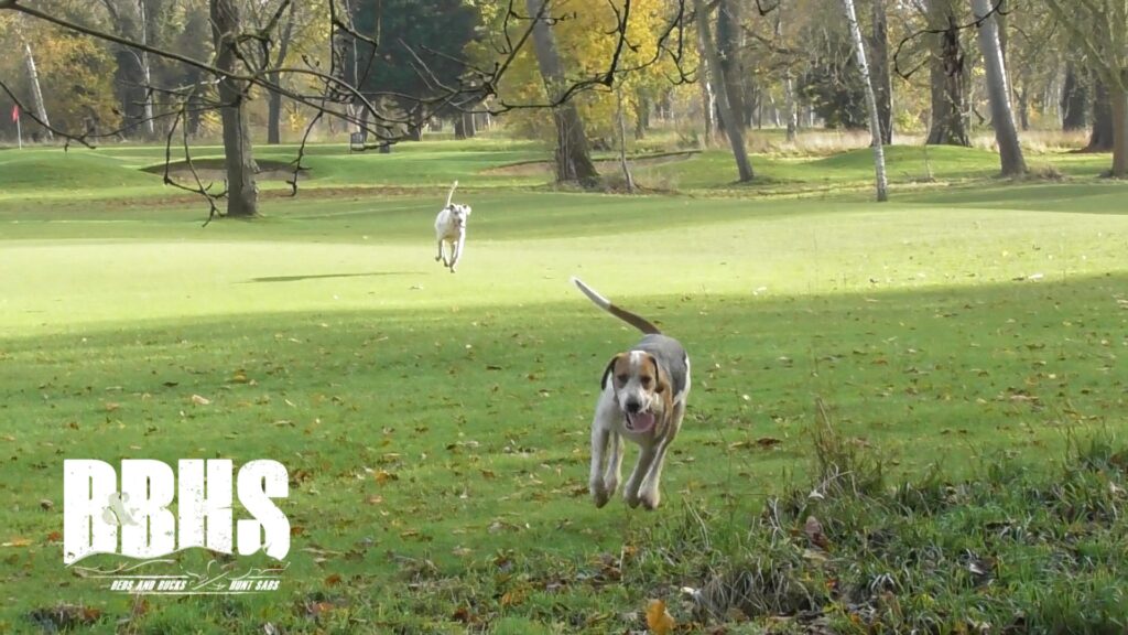 The Fitzwilliam Hunt at Milton near Peterborough on Saturday November 30. Photo credit: Beds and Bucks Hunt Sabs