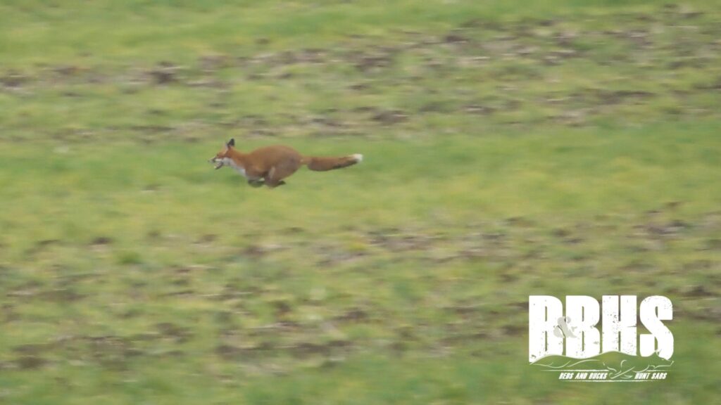 The Fitzwilliam Hunt at Milton near Peterborough on Saturday November 30. Photo credit: Beds and Bucks Hunt Sabs