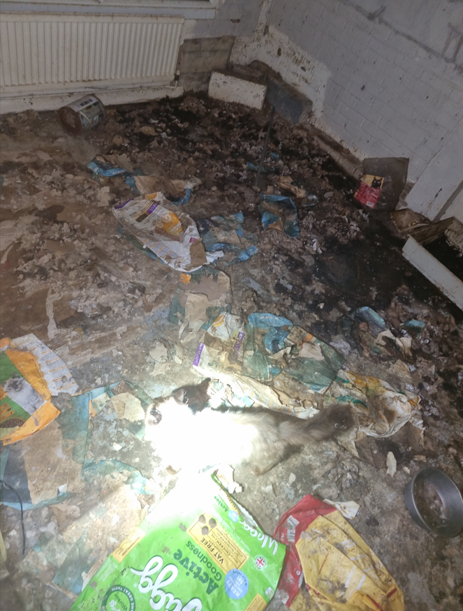 The horrific scene that confronted Cambridgeshire police officers at Guyhirn when they forced entry and found 18 dogs and three cats living in filthy conditions without access to food or water.