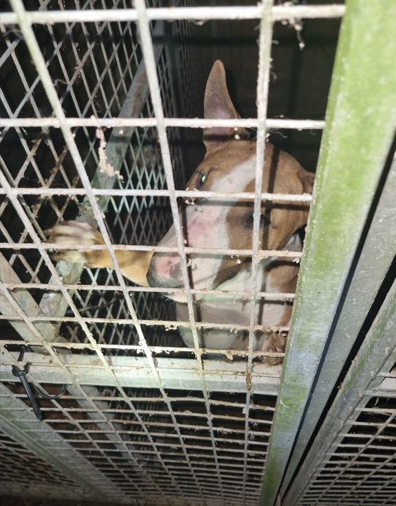 The horrific scene that confronted Cambridgeshire police officers at Guyhirn when they forced entry and found 18 dogs and three cats living in filthy conditions without access to food or water.