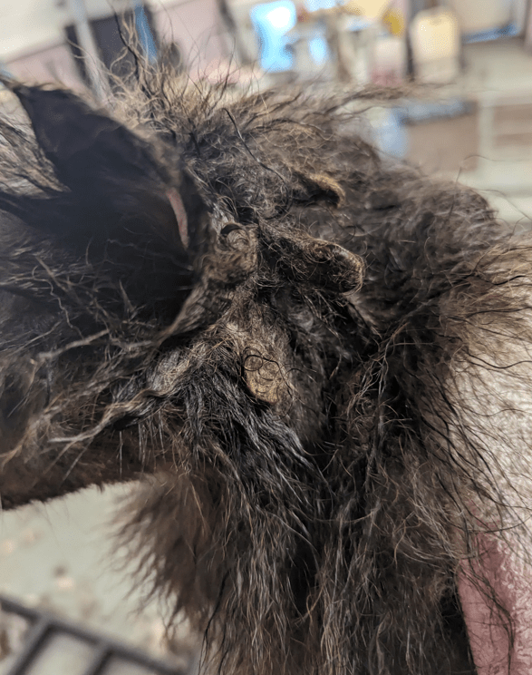 The horrific scene that confronted Cambridgeshire police officers at Guyhirn when they forced entry and found 18 dogs and three cats living in filthy conditions without access to food or water.