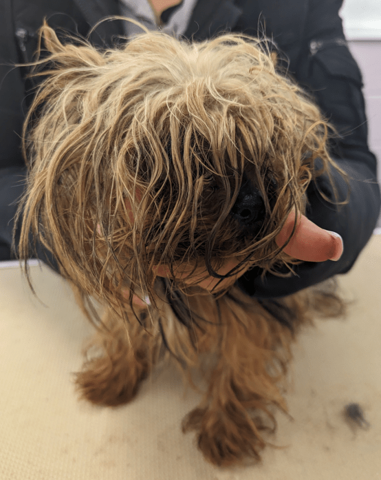 The horrific scene that confronted Cambridgeshire police officers at Guyhirn when they forced entry and found 18 dogs and three cats living in filthy conditions without access to food or water.