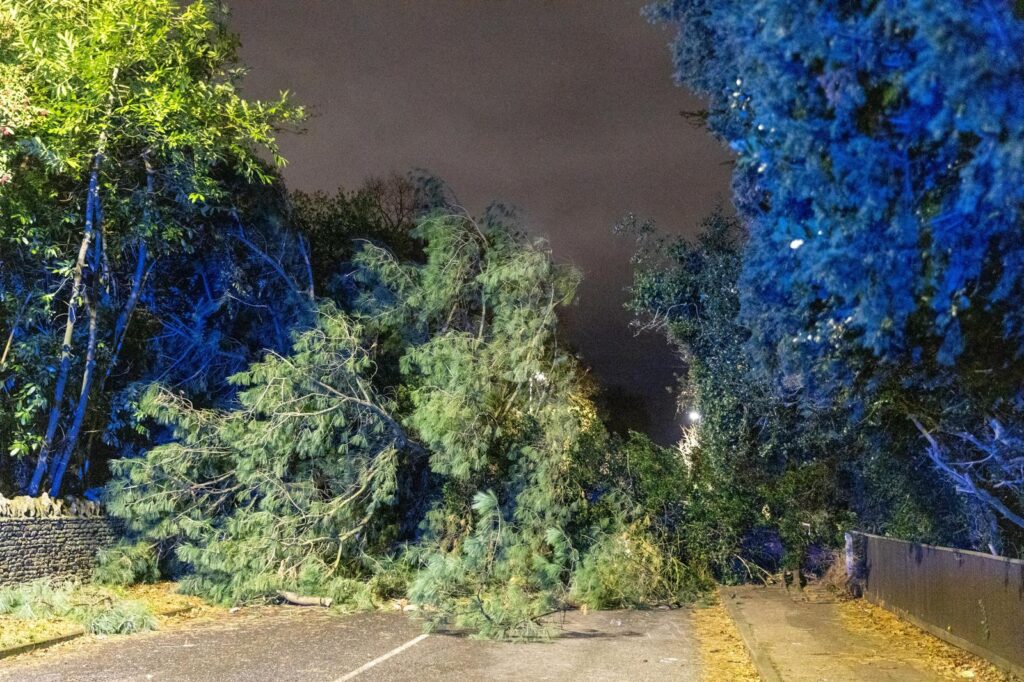 Scene on Thorpe Road Peterborough tonight – December 7 – after falling tree hits car PHOTO: Terry Harris 