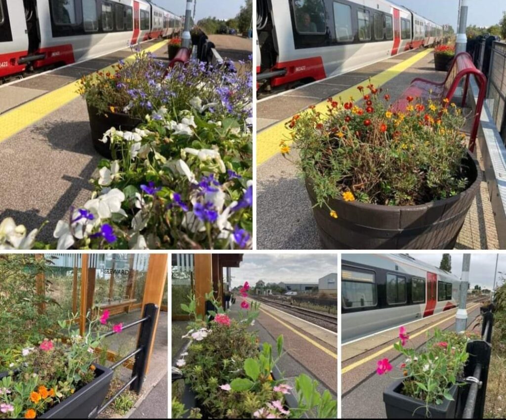 Hereward Community Rail Partnership shared this lovely montage of photos in September from Station Adopters Geoff & Andrew at Whittlesea who “created a lovely display of colour over the summer! Their efforts of watering and dead heading continuously are certainly paying off.”