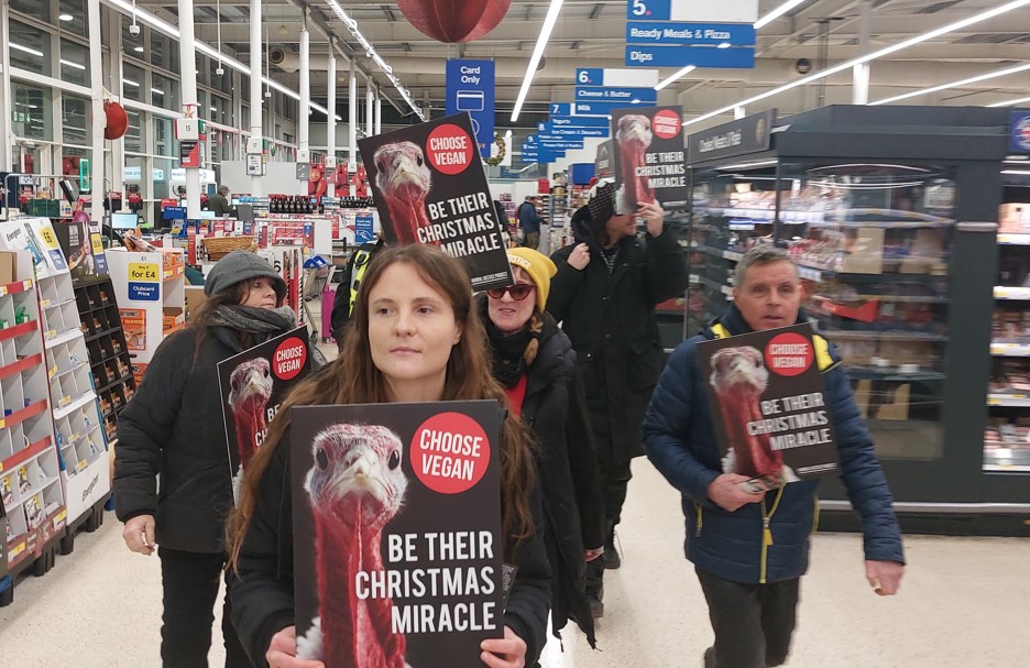 Animal Justice Project campaigners staged a protest at the millions of turkeys killed at Christmas by blocking a supermarket aisle in a Cambridge Tesco. Campaigners asked: “Will you be their Christmas Miracle?” Protest (Photo credits: Animal Justice Project.)